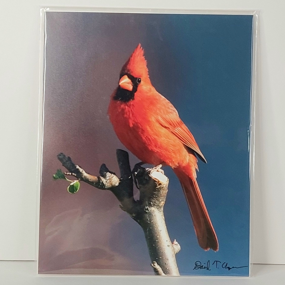 'Male Northern Cardinal' 8" X 10" Fine Art Archival Print Ready To Be Framed